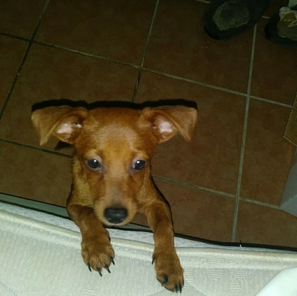 Meet your Posher, Hanna - Picture 1 of 1